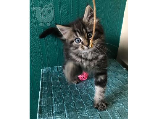 Maine Coon Kittens προς πώληση